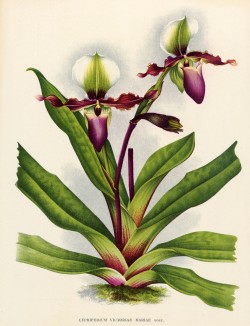 Орхидея CYPRIPEDIUM VICTORIAE MARIAE (лат.) (лист DLIX Lindenia Iconographie des Orchidées - обширнейшей в истории иконографии орхидей. Брюссель, 1897)
