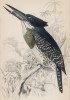 Зимородок, обедающий мальком (Ispida gigantea (лат.)) (лист 11 тома XXIII "Библиотеки натуралиста" Вильяма Жардина, изданного в Эдинбурге в 1843 году)