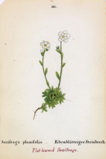 Камнеломка плосколистная (Saxifraga planifolia (лат.)) (лист 181 известной работы Йозефа Карла Вебера "Растения Альп", изданной в Мюнхене в 1872 году)