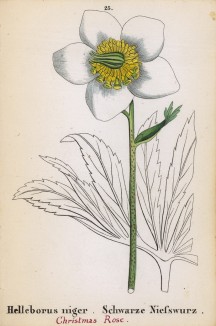 Морозник чёрный (Helleborus niger (лат.)) (лист 25 известной работы Йозефа Карла Вебера "Растения Альп", изданной в Мюнхене в 1872 году)