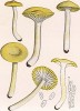 Гигрофор желтый или лиственничный, Hygrophorus lucorum Kalchbr. (лат.), съедобен. Дж.Бресадола, Funghi mangerecci e velenosi, т.I, л.85. Тренто, 1933