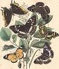 Бабочки семейства нимфалидов: ленточники, хараксы, переливницы и данаиды. "Книга бабочек" Фридриха Берге, Штутгарт, 1870. 