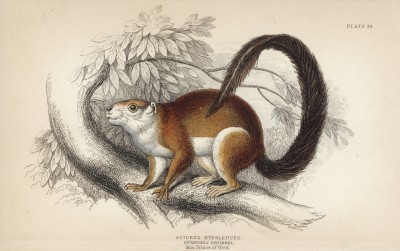 Белка sciurus hypoleucus (лат.) (лист 24 тома I "Библиотеки натуралиста" Вильяма Жардина, изданного в Эдинбурге в 1842 году)
