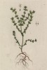 Очанка (лат.)) -- полупаразит, высасывающий с помощью корней питательные соки из соседних трав (лист 427 "Гербария" Элизабет Блеквелл, изданного в Нюрнберге в 1760 году)