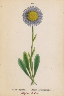 Астра альпийская (Aster alpinus (лат.)) (лист 200 известной работы Йозефа Карла Вебера "Растения Альп", изданной в Мюнхене в 1872 году)