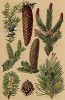 Сосна обыкновенная (Pinus silvestris), ель обыкновенная (Picea excelsa), пихта европейская, или гребенчатая (Abies pectinata), можжевельник обыкновенный (Juniperus communis)