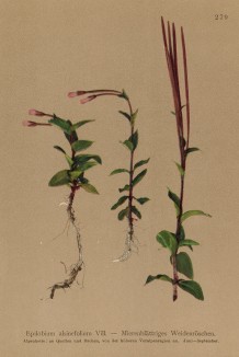 Кипрей мокричниколистный (Epilobium alsinifolium Vill. (лат.)) (из Atlas der Alpenflora. Дрезден. 1897 год. Том III. Лист 279)