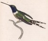 Единственная в мире птица, способная летать назад. Колибри Trochillus Dupontii (лат.) (лист 26 тома XVII "Библиотеки натуралиста" Вильяма Жардина, изданного в Эдинбурге в 1833 году)