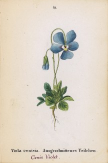 Фиалка ценизская (Viola cenisia (лат.)) (лист 78 известной работы Йозефа Карла Вебера "Растения Альп", изданной в Мюнхене в 1872 году)
