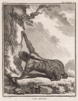 Ленивец в годах (лист LXIV иллюстраций к пятому тому знаменитой "Естественной истории" графа де Бюффона, изданному в Париже в 1755 году)