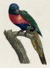 Синеголовый ожереловый попугай (лист 24 иллюстраций к первому тому Histoire naturelle des perroquets Франсуа Левальяна. Изображения попугаев из этой работы считаются одними из красивейших в истории. Париж. 1801 год)