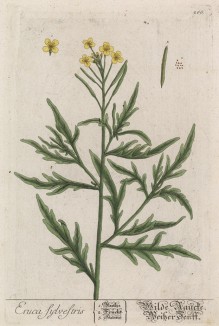 Дикая горчица, или индау (Eruca sylvestris (лат.)) (лист 266 "Гербария" Элизабет Блеквелл, изданного в Нюрнберге в 1757 году)