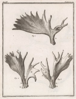 Лосиные рога на разных стадиях развития (лист IX иллюстраций к двенадцатому тому знаменитой "Естественной истории" графа де Бюффона, изданному в Париже в 1764 году)