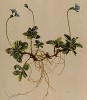 Вероника безлистная (Veronica aphylla (лат.)) (из Atlas der Alpenflora. Дрезден. 1897 год. Том IV. Лист 376)