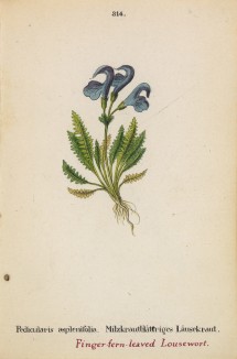 Мытник папоротниколистный (Pedicularis asplenifolia (лат.)) (лист 314 известной работы Йозефа Карла Вебера "Растения Альп", изданной в Мюнхене в 1872 году)