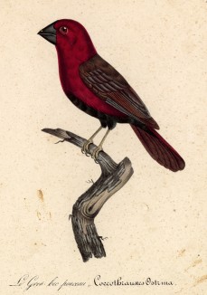 Пунцовый дубонос (лист из альбома литографий "Галерея птиц... королевского сада", изданного в Париже в 1822 году)