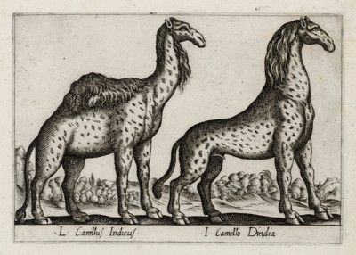 Индийские жирафы (лист из альбома Nova raccolta de li animali piu curiosi del mondo disegnati et intagliati da Antonio Tempesta... Рим. 1651 год)