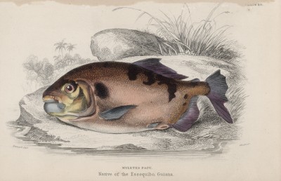 Рыба паку - он (Myletes pacu (лат.)) (лист 20 XXXIX тома "Библиотеки натуралиста" Вильяма Жардина, изданного в Эдинбурге в 1860 году)