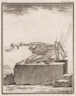 Строение скелета летучей мыши (лист XVI иллюстраций к десятому тому знаменитой "Естественной истории" графа де Бюффона, изданному в Париже в 1763 году)
