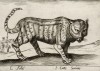 Сирийский дикий кот (лист из альбома Nova raccolta de li animali piu curiosi del mondo disegnati et intagliati da Antonio Tempesta... Рим. 1651 год)