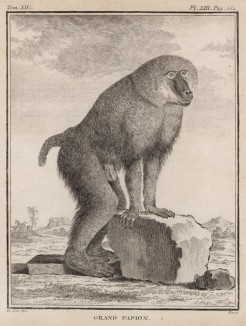 Большой павиан (лист XIII иллюстраций к четырнадцатому тому знаменитой "Естественной истории" графа де Бюффона, изданному в Париже в 1766 году)