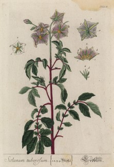 Паслён (Solanum (лат.)) — род растений из семейства паслёновые (лист 523а "Гербария" Элизабет Блеквелл, изданного в Нюрнберге в 1760 году)