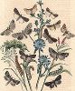 Бабочки-совки. "Книга бабочек" Фридриха Берге, Штутгарт, 1870. 
