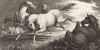 Резвящиеся лошади. Офорт Вильяма Хоуитта из серии The British Sportsman. Лондон, 1799