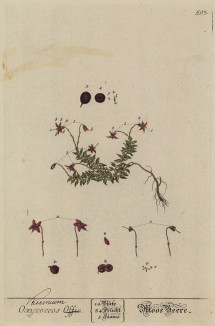 Клюква (Oxycoccus (лат.)) — таксон семейства вересковые, объединяющий вечнозелёные стелющиеся кустарнички, растущие на болотах в Северном полушарии (лист 593 "Гербария" Элизабет Блеквелл, изданного в Нюрнберге в 1760 году)