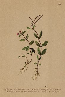 Кипрей альпийский, или анагаллисолистный (Epilobium anagallidifolium (лат.)) (из Atlas der Alpenflora. Дрезден. 1897 год. Том III. Лист 278)