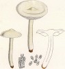 Рядовка белая, Tricholoma album Schaeff. f. gracilis (лат.), несъедобная. Дж.Бресадола, Funghi mangerecci e velenosi, т.I, л.43. Тренто, 1933