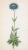 Скабиоза душистая (Scabiosa suaveolens (лат.)) (лист 195 известной работы Йозефа Карла Вебера "Растения Альп", изданной в Мюнхене в 1872 году)