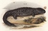 Саламандра Salamandrops gigantus (лат.) (из Naturgeschichte der Amphibien in ihren Sämmtlichen hauptformen. Вена. 1864 год)