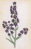 Чемерица чёрная (Veratrum nigrum (лат.)) (лист 399 известной работы Йозефа Карла Вебера "Растения Альп", изданной в Мюнхене в 1872 году)