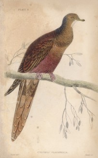 Фазанохвостый голубь (Columba phasianella (лат.)) (лист 8 тома XIX "Библиотеки натуралиста" Вильяма Жардина, изданного в Эдинбурге в 1843 году)