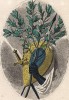 Лавровая ветвь - символ победы и доблести. Les Fleurs Animées par J.-J Grandville. Париж, 1847