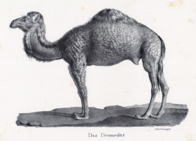 Дромадер, или одногорбый верблюд (лист 66 первого тома работы профессора Шинца Naturgeschichte und Abbildungen der Menschen und Säugethiere..., вышедшей в Цюрихе в 1840 году)