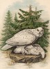 Белые совы в 1/3 натуральной величины (лист L красивой работы Оскара фон Ризенталя "Хищные птицы Германии...", изданной в Касселе в 1894 году)