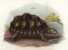 Черепаха Psammobates geometricus (лат.), названная в честь рисунка на её панцире, по которому можно изучать геометрию (из Naturgeschichte der Amphibien in ihren Sämmtlichen hauptformen. Вена. 1864 год)