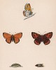 Бабочка червонец непарный, или многоглазка непарная (лат. Papilio dispar), её гусеница и куколка. History of British Butterflies Френсиса Морриса. Лондон, 1870, л.54