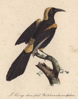 Дрозд (Pendulinus chrisocephalus (лат.)) (лист из альбома литографий "Галерея птиц... королевского сада", изданного в Париже в 1822 году)
