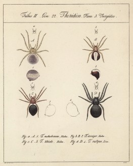 Пауки семейства Theridion (лат.) (лист VI. 4 из Monographie der spinne... Нюрнберг. 1829 год (экземпляр № 26 из 100))