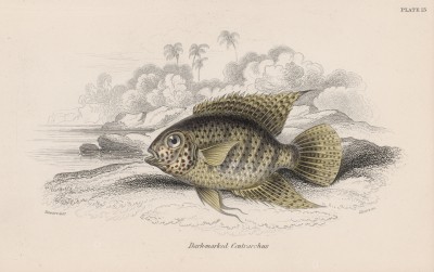 Известная рыба из семейства окуневые (Centrarchus notatus (лат.)) (лист 13 тома XL "Библиотеки натуралиста" Вильяма Жардина, изданного в Эдинбурге в 1860 году)