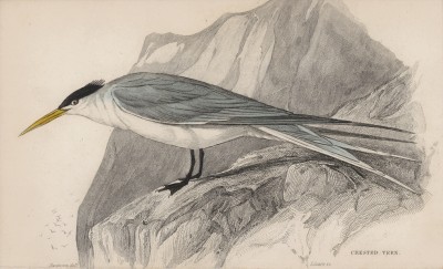 Крачка хохлатая, или морская ласточка (Sterna cristata (лат.)) (лист 30 тома XXIII "Библиотеки натуралиста" Вильяма Жардина, изданного в Эдинбурге в 1843 году)