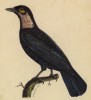 Галка (Coracina gymnodera (лат.)) (лист из альбома литографий "Галерея птиц... королевского сада", изданного в Париже в 1822 году)