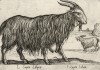 Коза ливийская (лист из альбома Nova raccolta de li animali piu curiosi del mondo disegnati et intagliati da Antonio Tempesta... Рим. 1651 год)