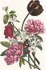 Тюльпан Геснера, пион лекарственный розовый, цветы яблони. Лист из серии гравюр "Collection des Fleurs et des Fruits...", выполненной по рисункам Жана Луи Прево в 1805 году. Репринтное издание "Букеты". Штутгарт, 1959 г.