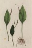 Ужовник (Ophioglossum (лат.)) — многолетнее луковичное растение из семейства лилейные (лист 416 "Гербария" Элизабет Блеквелл, изданного в Нюрнберге в 1760 году)