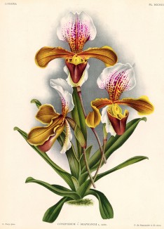 Орхидея CYPRIPEDIUM x DRAPSIANUM (лат.) (лист DCCXXIV Lindenia Iconographie des Orchidées - обширнейшей в истории иконографии орхидей. Брюссель, 1901)