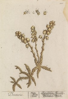 Зубянка железистая (Dentraria (лат.)) из семейства крестоцветные. Встречается в предгорных и горных влажных буковых и смешанных лесах (лист 430 "Гербария" Элизабет Блеквелл, изданного в Нюрнберге в 1760 году)